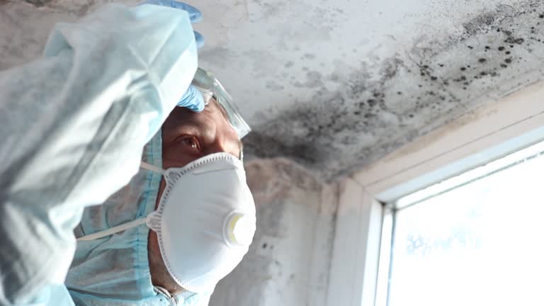 Environmental Consulting for Mold Prevention in Prescott, AZ